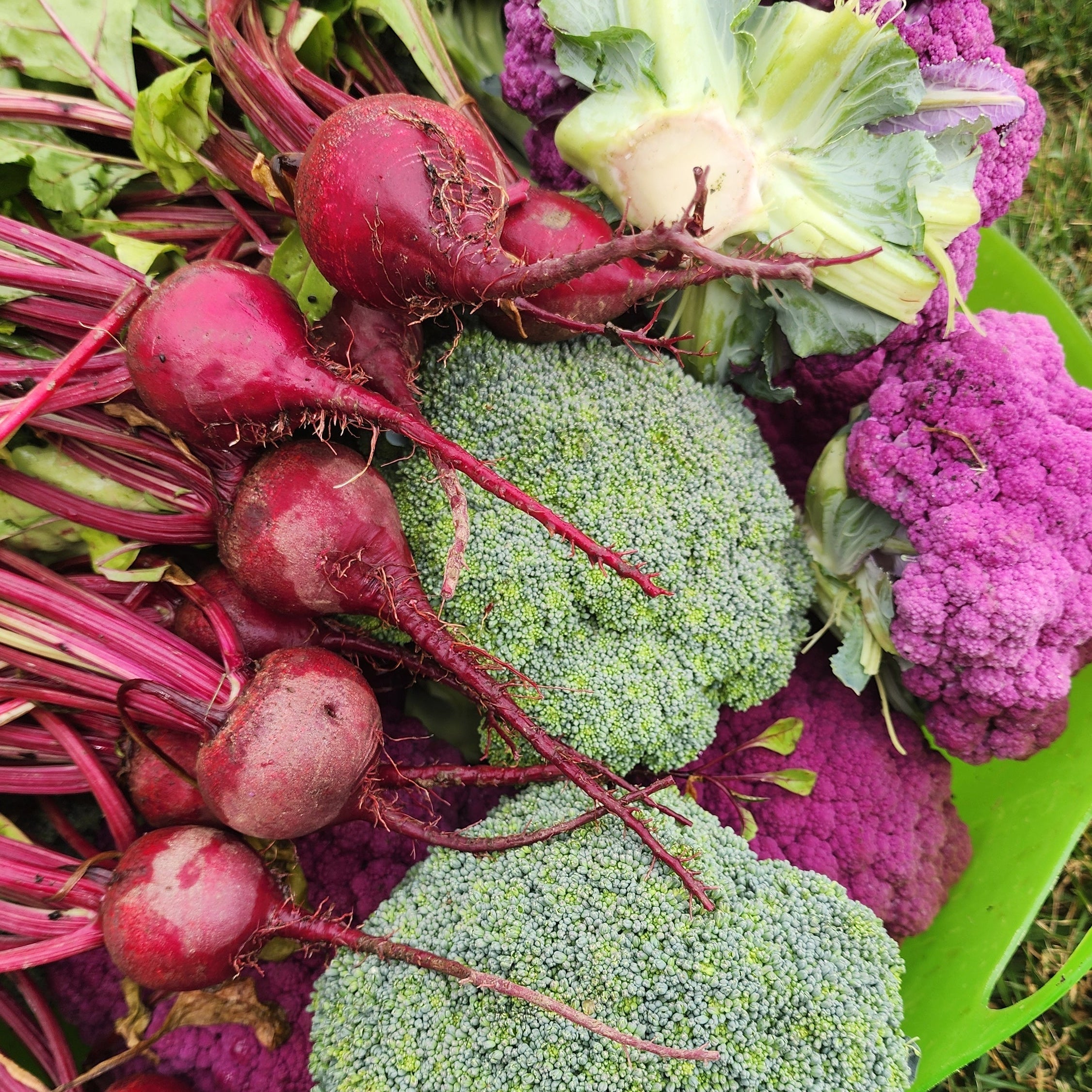 Fresh from the Farm