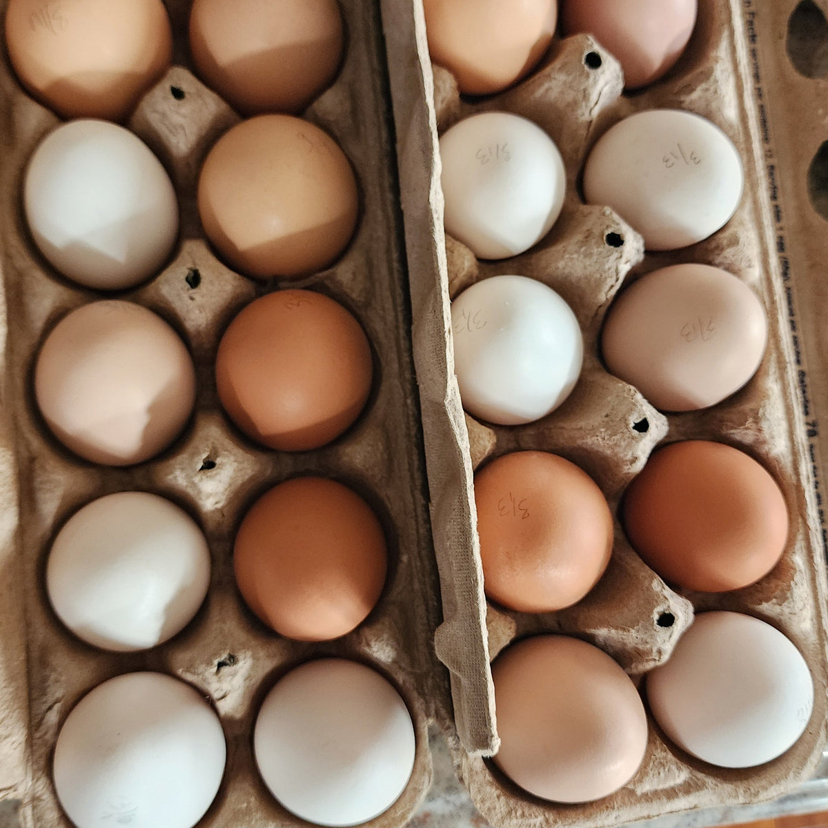 Cage Free Farm Eggs